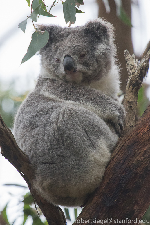 koala